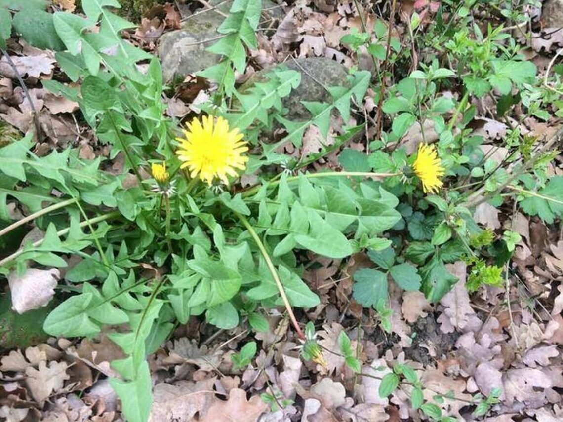 Mettre fin aux les mauvaises herbes : un Désherbant maison efficace, naturel et économique !