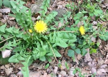 Mettre fin aux les mauvaises herbes : un Désherbant maison efficace, naturel et économique !