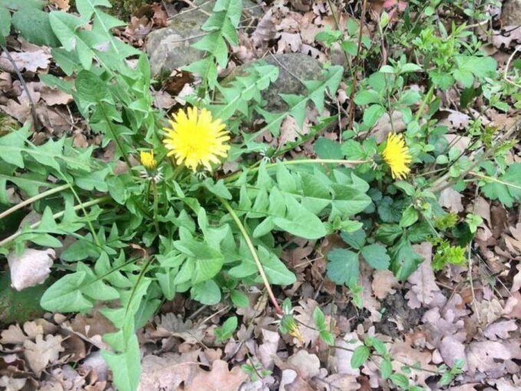 Mettre fin aux les mauvaises herbes : un Désherbant maison efficace, naturel et économique !