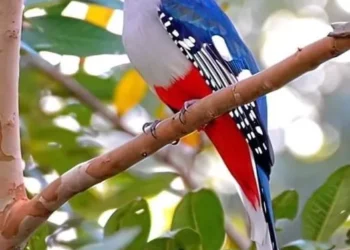 Kanson Wouj : deviendra-t-il un mythe un jour ?