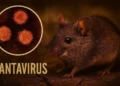 Hantavirus : Yon maladi grav otorite sante yo mande popilasyon an pran prekosyon